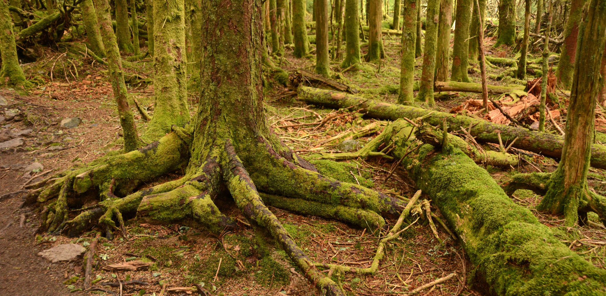 Mount Rogers National Recreation Area